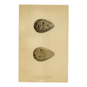 1890s, Godwit Bird Egg Print, Original Antique Egg Print, Engraving, England
