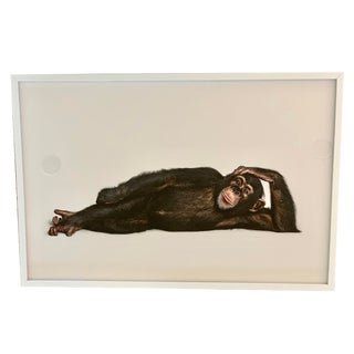 Boho Chic Framed Randal Form Chimpanzee Photo For Sale