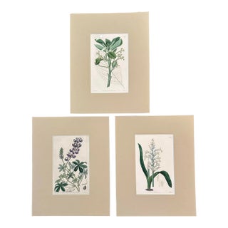Set of Three 19th Century Hand Colored Copper Plate Engravings of Blue, Yellow and Purple Flowers For Sale