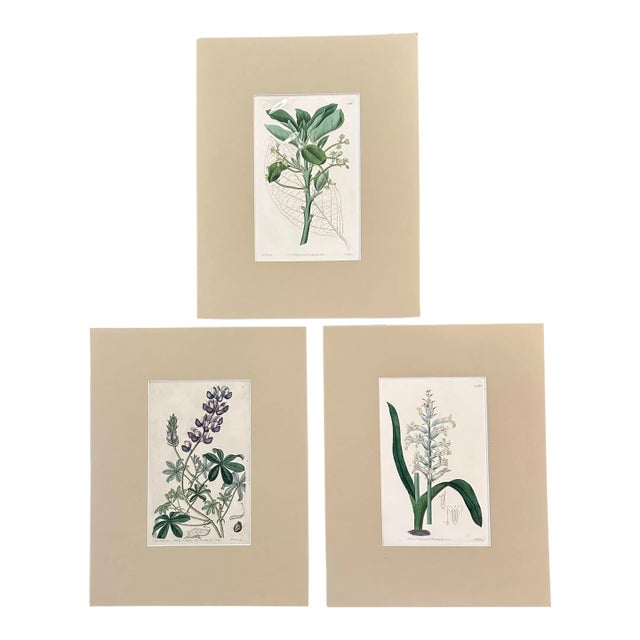Set of Three 19th Century Hand Colored Copper Plate Engravings of Blue, Yellow and Purple Flowers For Sale
