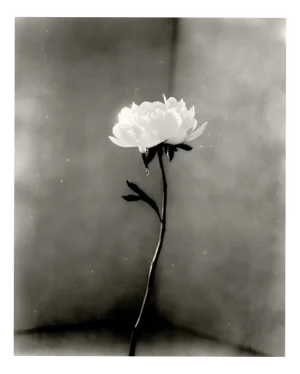 Ugne Pouwell, Peony No.15, 2026, Analogue Floral Photography, Limited Edition of 10
