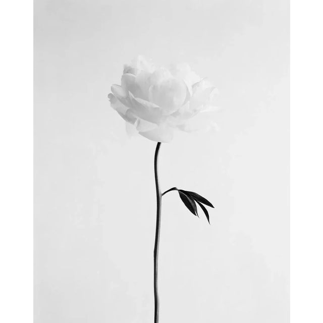 Peony No.13 Printed on museum-grade Hahnemühle Photo Rag Baryta paper, each print is hand-signed by the artist on both the...