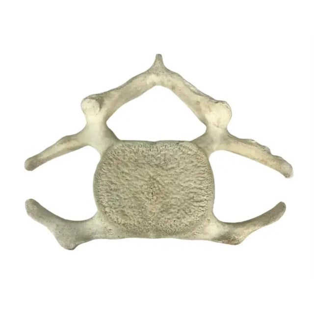 19th Century Fossilized Whale Vertebrae For Sale - Image 5 of 6