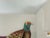 Hermès ashtray in Limoges porcelain. Pheasant motif with a finely gold-painted rim. Marked "Hermès Paris" on one side and...