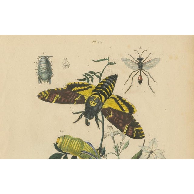 Paper Duméril and Guérin, Sphinx Moth, 1835, Engraving, Set of 2 For Sale - Image 7 of 10