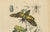 Paper Duméril and Guérin, Sphinx Moth, 1835, Engraving, Set of 2 For Sale - Image 7 of 10