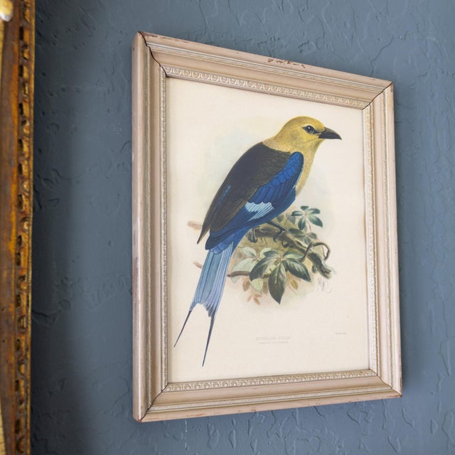This is a hand colored lithograph of a Bluebellied Roller (Coracias cyanogaster) by the noted Dutch ornithological...