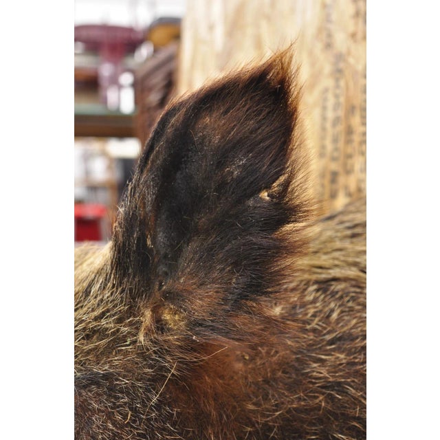 Vintage Wild Boar Head Taxidermy Hog Pig Head Wall Mount Log Cabin Decor For Sale - Image 16 of 18