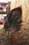 Vintage Wild Boar Head Taxidermy Hog Pig Head Wall Mount Log Cabin Decor For Sale - Image 16 of 18