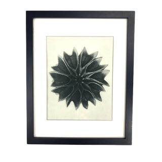 Framed Antique Botanical Blossfeldt Print - No. 63 For Sale