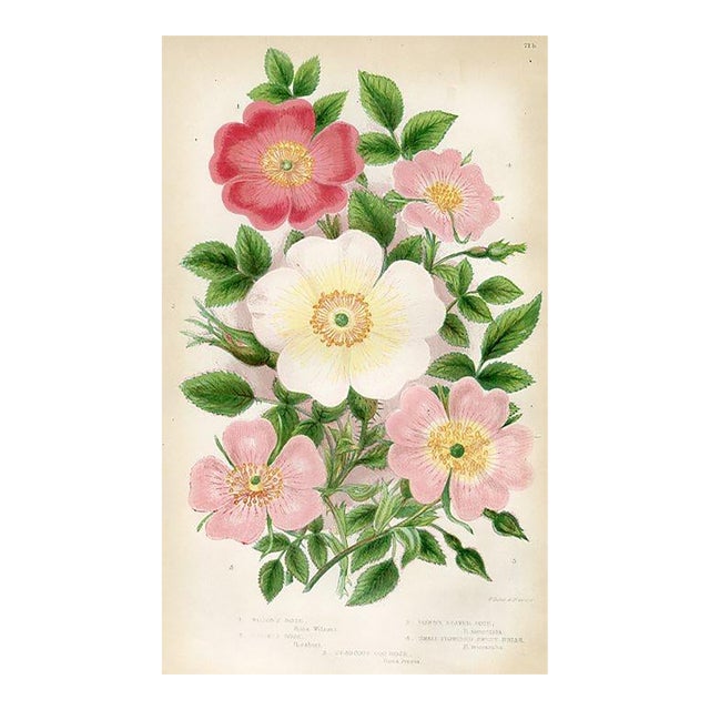 1870s, Rose Botanical Print by Anne Pratt, Original Antique Botanical Print, Lithograph, England For Sale