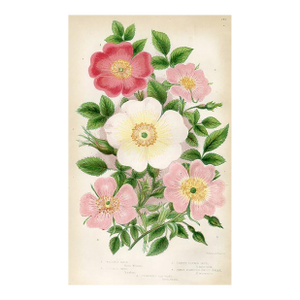 1870s, Rose Botanical Print by Anne Pratt, Original Antique Botanical Print, Lithograph, England