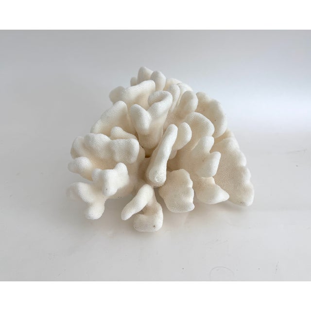 Natural Pacific Elk Coral Specimen Coastal Home For Sale In Los Angeles - Image 6 of 7