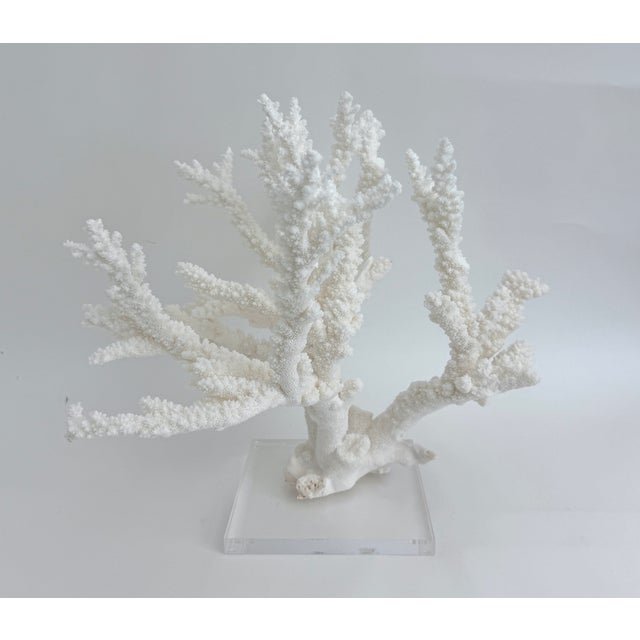 Massive Natural Branch Coral Specimen on Acrylic Base For Sale - Image 4 of 7