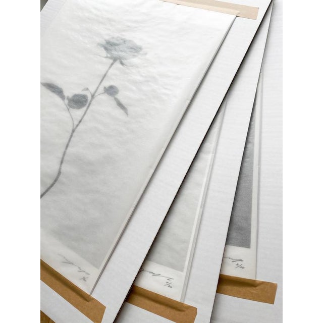 Ugne Pouwell, Poppy No.3, 2023, Photography For Sale - Image 7 of 10