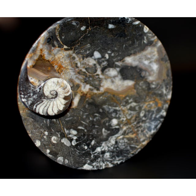 Pair Large Ammonite Plates 6.25" Millions Years Fossil For Sale - Image 9 of 12