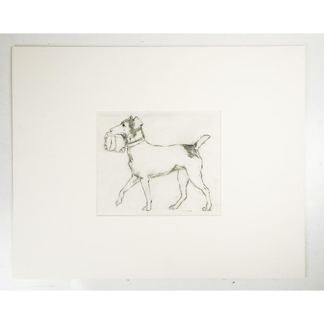 Vintage mid 20th century pencil on thin paper drawing of dog (looks like a Jack Russell) carrying a package. Unsigned....