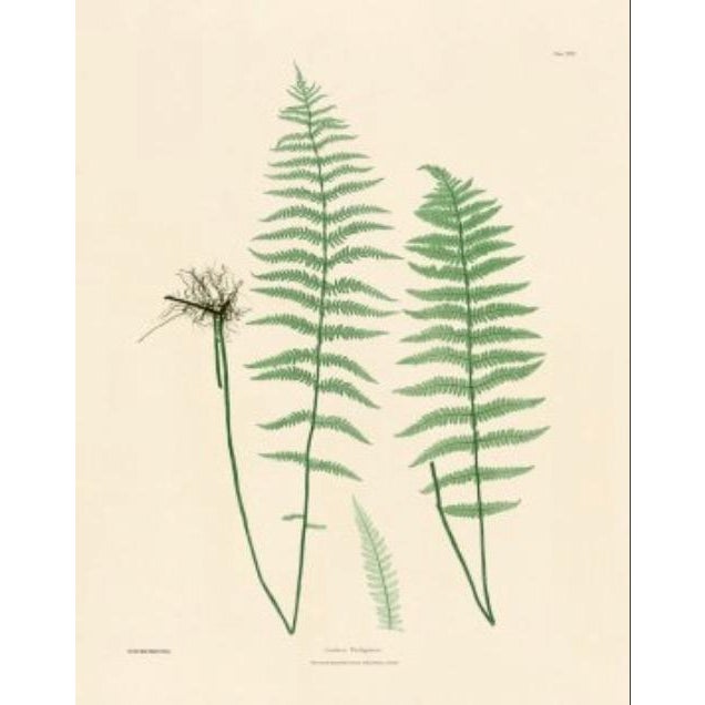 Illustration Botanical Ferns by Henry Bradbury- Plates 29 & 30 - Set of 2 For Sale - Image 3 of 3
