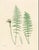 Illustration Botanical Ferns by Henry Bradbury- Plates 29 & 30 - Set of 2 For Sale - Image 3 of 3