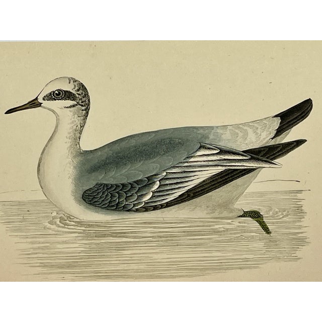 Antique Hand Colored Bird Print From England Showcasing a Grey Phalarope - Circa 1880 For Sale - Image 9 of 10