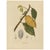 Antique print titled 'Theobroma Cacao'. Large lithograph of the white theobroma cacao, also called the cacao tree and the...