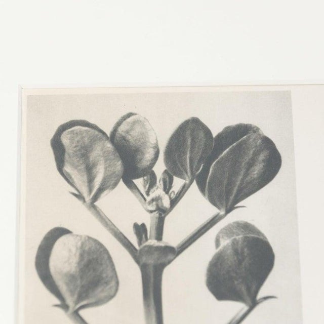 Karl Blossfeldt, Black and White Botanical Image, 1942, Photogravure, Framed For Sale - Image 6 of 17