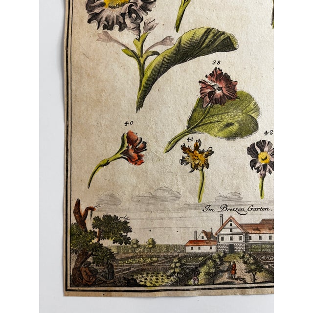 Illustration 18th Century Floral Hand-Colored Engraving Print For Sale - Image 3 of 4