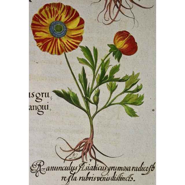 Early 18th Century Basilius Besler Buttercup Flowers: A Besler 18th Century Hand-colored Botanical Engraving, 1713 For Sale - Image 5 of 9