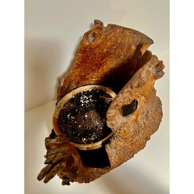 Wood Early 21st Century Natural Root Pot for Ikebana or as Planter For Sale - Image 7 of 12