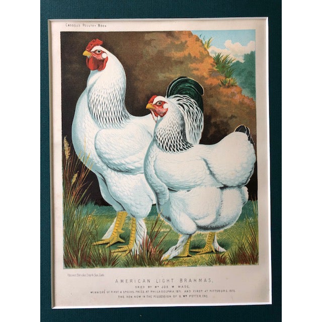 Farmhouse Late 19th Century Antique Cassell’s Poultry Book - American Light Brahmas Chromolithograph For Sale - Image 3 of 4