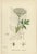 Paper Sowerby, Botanical Herbs: Green Umbellifers, 1902, Prints, Set of 4 For Sale - Image 7 of 10