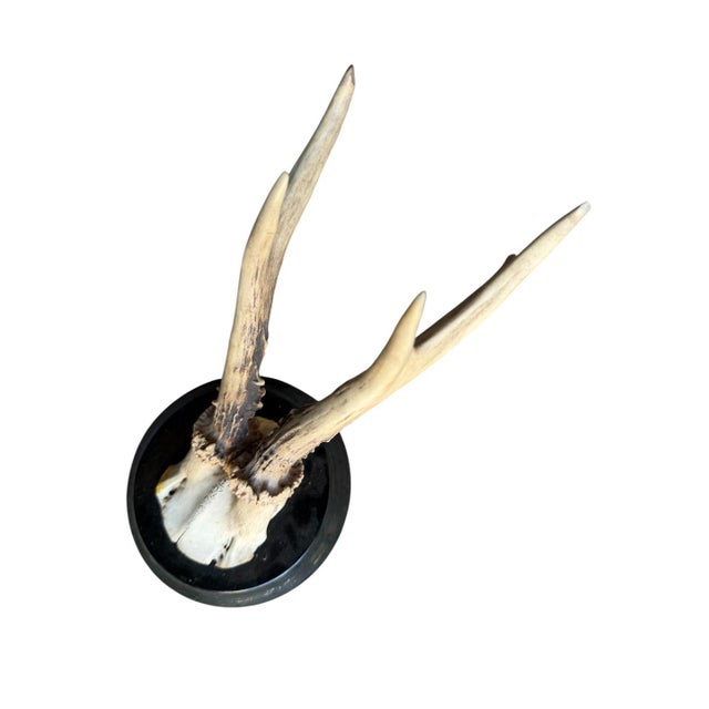 Roe Deer Trophy 202 Black Forest Antlers Mount For Sale - Image 4 of 5
