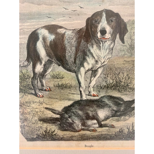 19th-Century Hand Colored French Engraving of a Beagle for "La Chasse Illustree" by Firmin Didot For Sale - Image 11 of 12