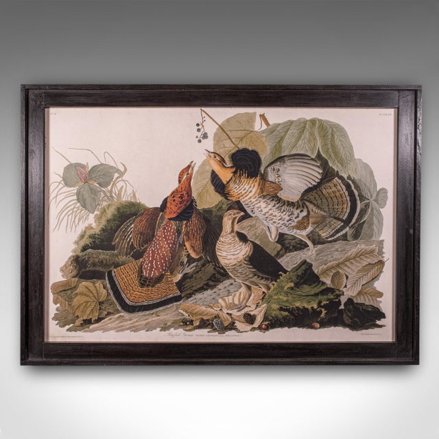 This is a large vintage Ruffed Grouse picture. An English, framed print engraving of wildlife interest originally by J.J....