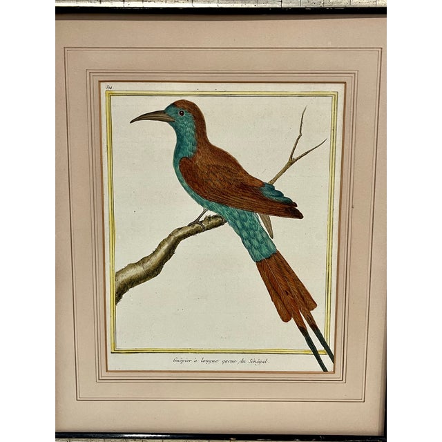 Antique Francois Martinet Bird Hand Colored Print "Bee Eater" Framed No Glass Antique, hand colored copperplate engraving...