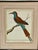 Antique Francois Martinet Bird Hand Colored Print "Bee Eater" Framed No Glass Antique, hand colored copperplate engraving...