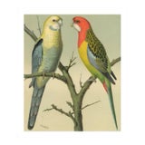 Antique '2 Parrots' Archival Print For Sale