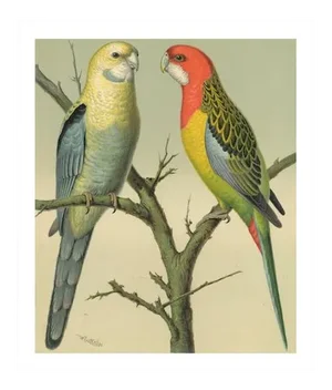 Antique '2 Parrots' Archival Print