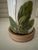 English Charming Daisy Botanical Decoupage Lamp For Sale - Image 3 of 5