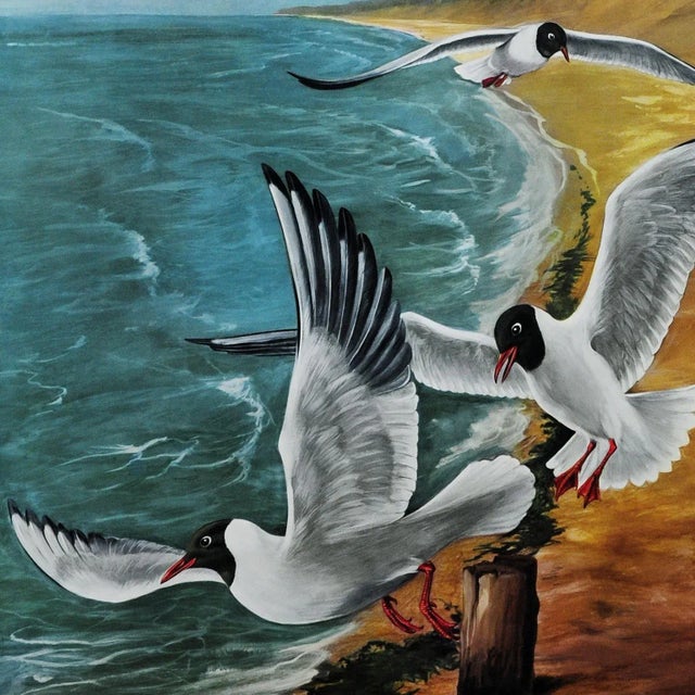 Vintage Birds Black-Headed Gull Wall Chart Picture Poster by Jung Koch Quentell For Sale - Image 3 of 7