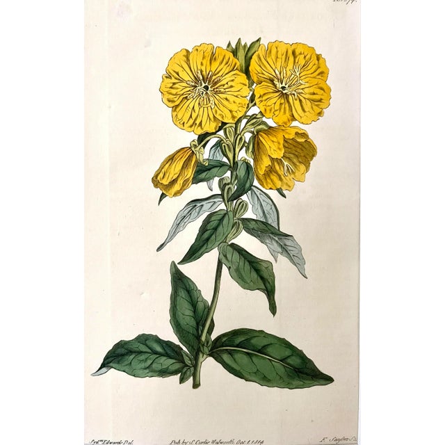 Illustration Antique Original Hand Colored Curtis Yellow Floral Botanical Etching 1814 For Sale - Image 3 of 5