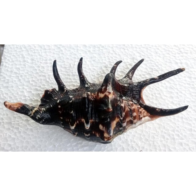 Natural sea shell..lambis lambis..black color.. collectibles
