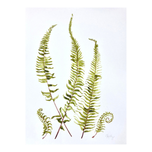 Woodland Fern Painted in Watercolor on Heavy Paper