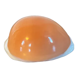 Golden Cowrie Callistocypraea Aurantium Sea Shell Specimen