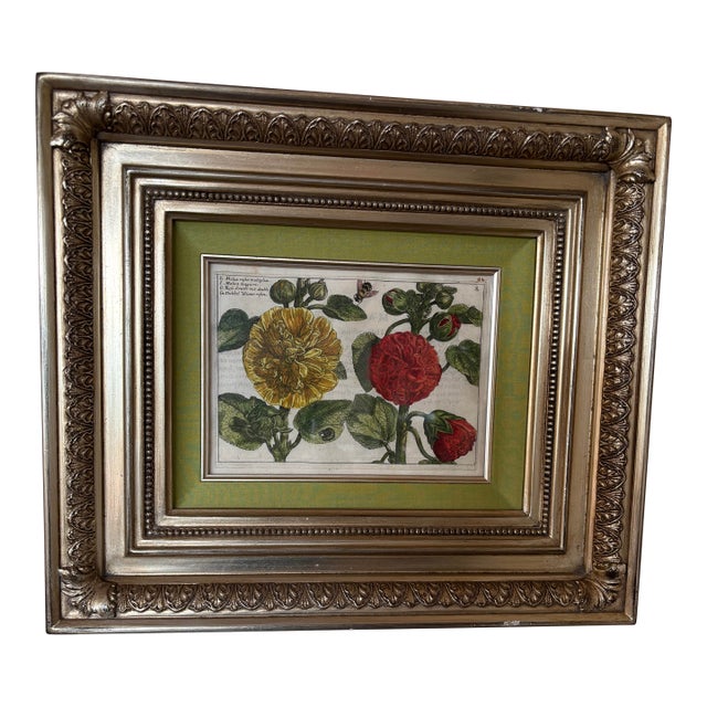 Antique Italian/European Botanical Engraving-Plate 8:Malva Magiore ( Hollyhock-Tree Mallow) For Sale