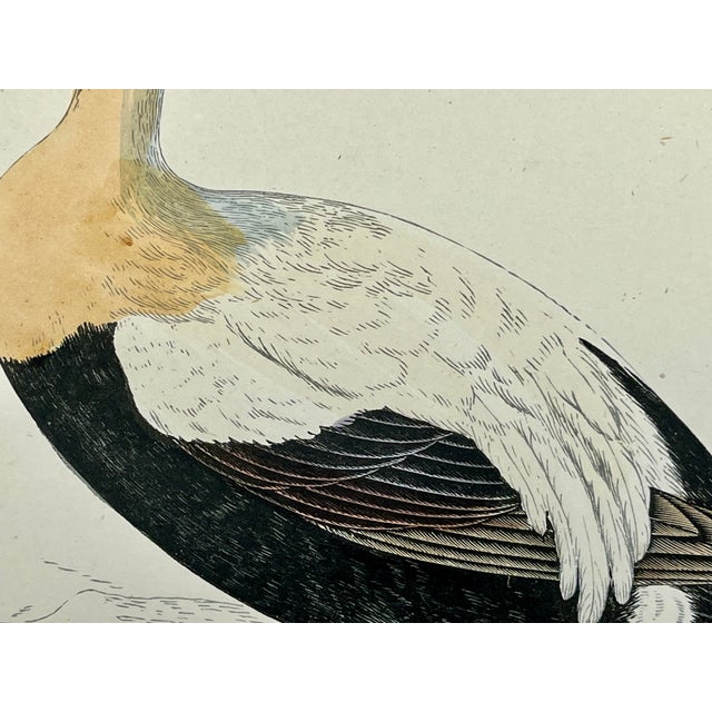 Antique Hand Tinted Bird Print From England Featuring a Brown, Black & White Eider Duck - Circa 1888 For Sale In Dallas - Image 6 of 10