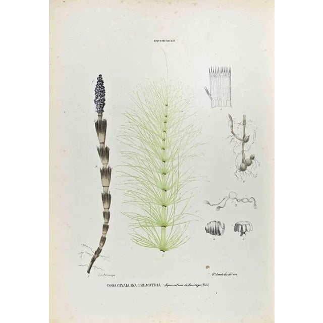 Lithograph hand watercolored. Plate from "Atlante di Botanica popolare ossia Illustrazione di Piante Notevoli di ogni...