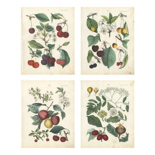 Dr. Calwer, Cherry, 1854, Chromolithographs on Paper, Set of 4 For Sale