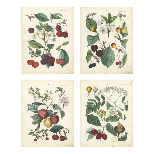 Dr. Calwer, Cherry, 1854, Chromolithographs on Paper, Set of 4 For Sale