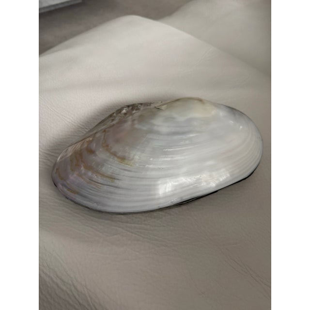 Beautiful and rare handmade large natural clam and abalone box. Made in Philippines.